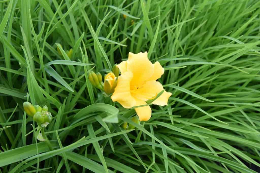 Hemerocallis 'Stella de Oro' ---